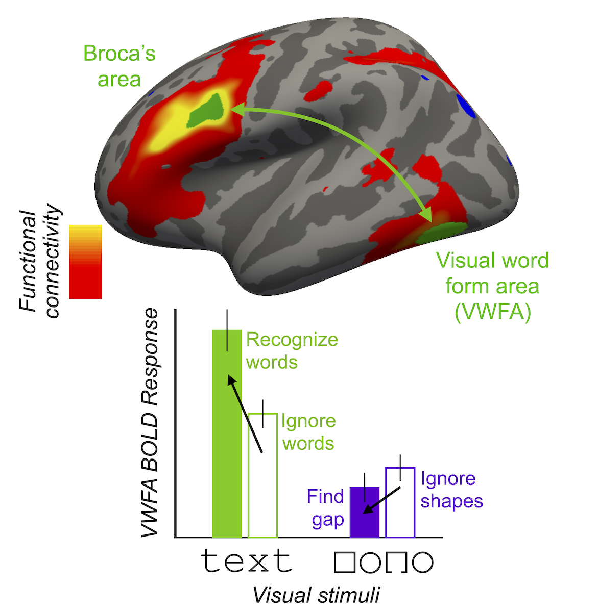 Graphical abstract showing brain activity 